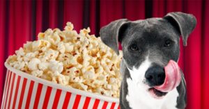 Can My Dog Eat Popcorn