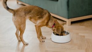 Raw Food Diets for Pets